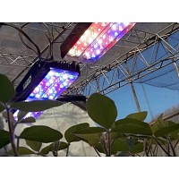 LED VIC HORTICULTURA HT-5004 135W