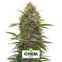 ESQUEJE FELIX PLANTÍN CHEM HÍBRIDA ÍNDICA