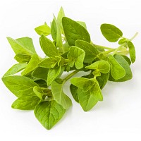 SEMILLAS DE OREGANO PARA HUERTA