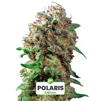ESQUEJE ARKHAM PLANTÍN POLARIS HÍBRIDA ÍNDICA SATIVA