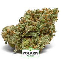 ESQUEJE ARKHAM PLANTÍN POLARIS HÍBRIDA ÍNDICA SATIVA