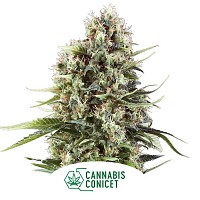SEMILLA WHALE LEAF FARM CONICET SATIVA L MALVINA FEMINIZADA