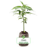 ESQUEJE CRAIG YERUTI SEEDS HÍBRIDA SATIVA
