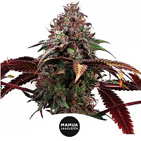 MAMUA SEEDS PHANTOM ICE SEMILLA FEMINIZADA