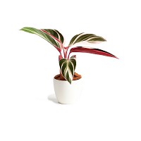 CALATHEA PLANTA CON MACETA INTERIOR