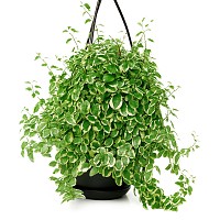 FICUS PUMILA PLANTA CON MACETA INTERIOR JARDIN