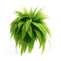 HELECHO PLANTA CON MACETA JARDIN