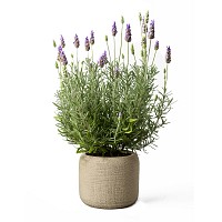 LAVANDA PLANTA CON MACETA JARDIN