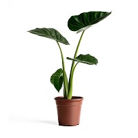 OREJA DE ELEFANTE PLANTA CON MACETA INTERIOR