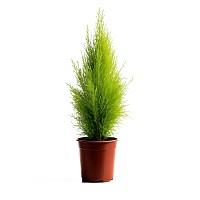 PINO DE LIMON PLANTA CON MACETA INTERIOR JARDIN