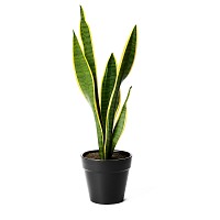 SANSIVERIA PLANTA CON MACETA INTERIOR JARDIN