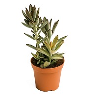 KALANCHOE TORMENTOSA PLANTA CON MACETA INTERIOR