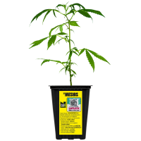 ESQUEJE CANNDI MESÍAS PLANTÍN HÍBRIDA SATIVA