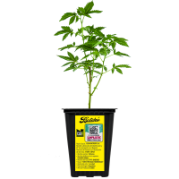 ESQUEJE LOCO YORSH BATEKÚ