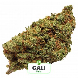 ESQUEJE FELIX PLANT&Iacute;N CALI &Iacute;NDICA SATIVA