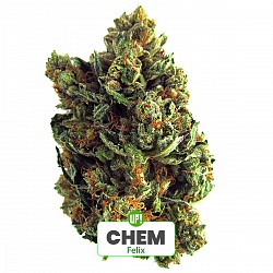 ESQUEJE FELIX PLANT&Iacute;N CHEM H&Iacute;BRIDA &Iacute;NDICA