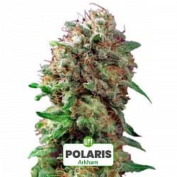 ESQUEJE ARKHAM PLANT&Iacute;N POLARIS H&Iacute;BRIDA &Iacute;NDICA SATIVA