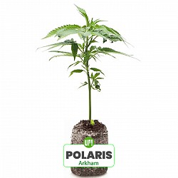 ESQUEJE ARKHAM PLANTÍN POLARIS HÍBRIDA ÍNDICA SATIVA