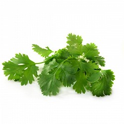 SEMILLAS DE CILANTRO PARA HUERTA