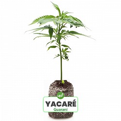 ESQUEJE YACARÉ PLANTÍN GUARANÍ HÍBRIDA SATIVA