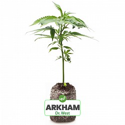 ESQUEJE ARKHAM PLANTÍN DR. WEST HÍBRIDA SATIVA