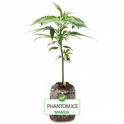 ESQUEJE MAMUA SEEDS PHANTOM ICE HÍBRIDA SATIVA