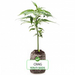ESQUEJE CRAIG YERUTI SEEDS HÍBRIDA SATIVA