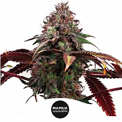 MAMUA SEEDS PHANTOM ICE SEMILLA FEMINIZADA