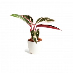 CALATHEA PLANTA CON MACETA INTERIOR