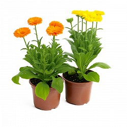 CALENDULA PLANTA CON MACETA JARDIN