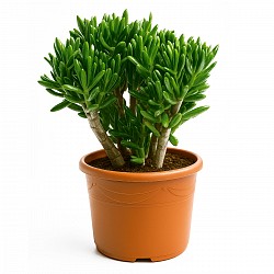 CRASSULA PLANTAS CON MACETA INTERIOR
