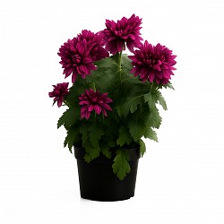CRISANTEMO PLANTA CON MACETA INTERIOR JARDIN