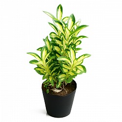 EVONYMUS PLANTA CON MACETA JARDIN