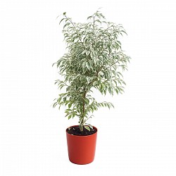 FICUS BLANCO PLANTA CON MACETA INTERIOR