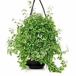 FICUS PUMILA PLANTA CON MACETA INTERIOR JARDIN
