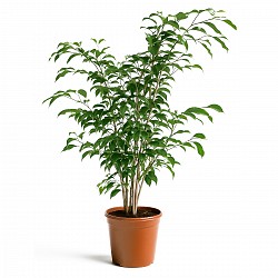 FICUS PLANTA CON MACETA INTERIOR JARDIN
