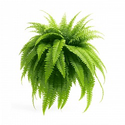 HELECHO PLANTA CON MACETA JARDIN