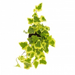 HIEDRA PLANTA CON MACETA INTERIOR JARDIN