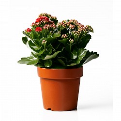 KALANCHOE PLANTA CON MACETA INTERIOR