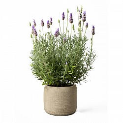 LAVANDA PLANTA CON MACETA JARDIN