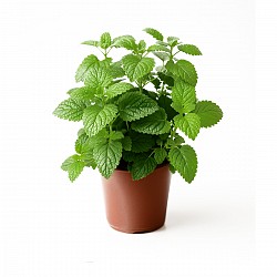 MENTA MELISA PLANTA CON MACETA JARDIN