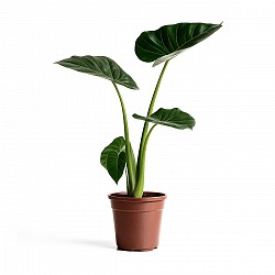 OREJA DE ELEFANTE PLANTA CON MACETA INTERIOR