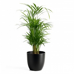 PALMITO PLANTA CON MACETA INTERIOR