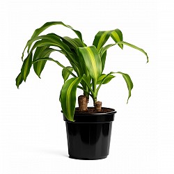PALO DE AGUA PLANTA CON MACETA INTERIOR