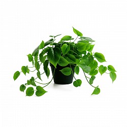 POTUS PLANTA CON MACETA INTERIOR JARDIN