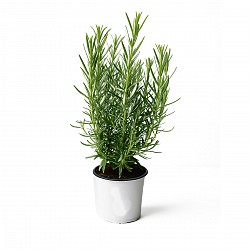 ROMERO PLANTA CON MACETA JARDIN
