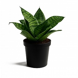 SANSIVERIA ENANA PLANTA CON MACETA INTERIOR JARDIN