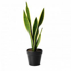 SANSIVERIA PLANTA CON MACETA INTERIOR JARDIN
