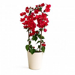 SANTA RITA PLANTA CON MACETA JARDIN