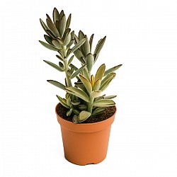 KALANCHOE TORMENTOSA PLANTA CON MACETA INTERIOR